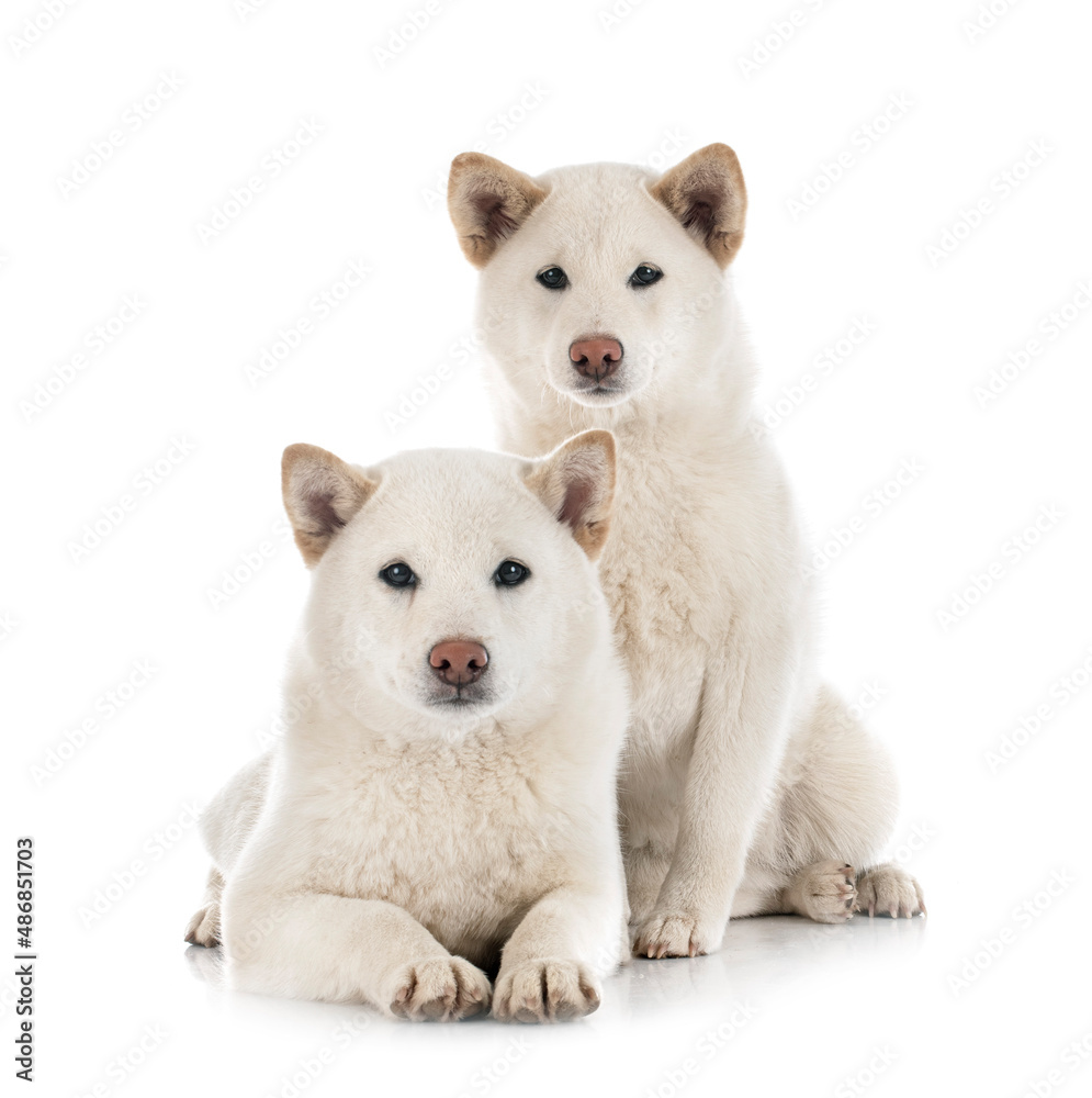 white shiba inus in studio white shiba inus in studio