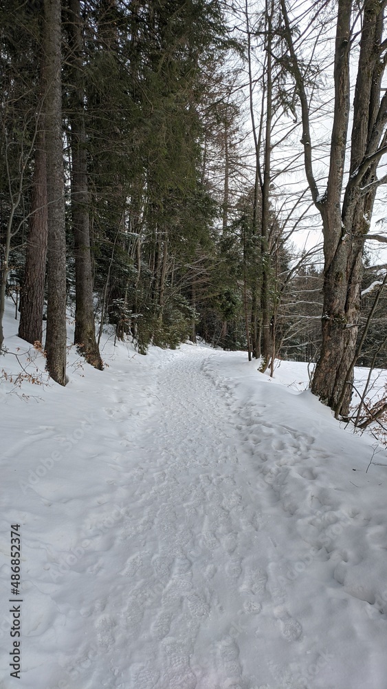 snow covered trees