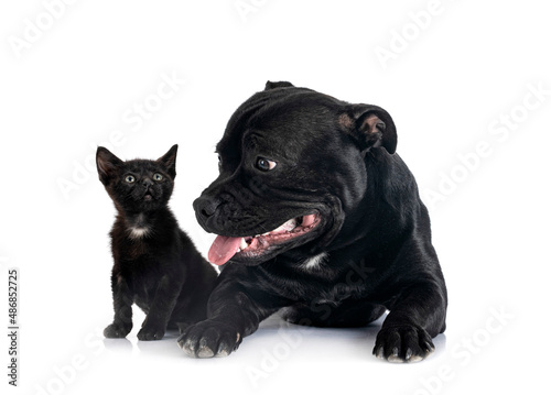 staffordshire bull terrier and kitten © cynoclub