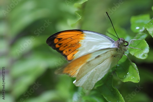 butterfly on leaf