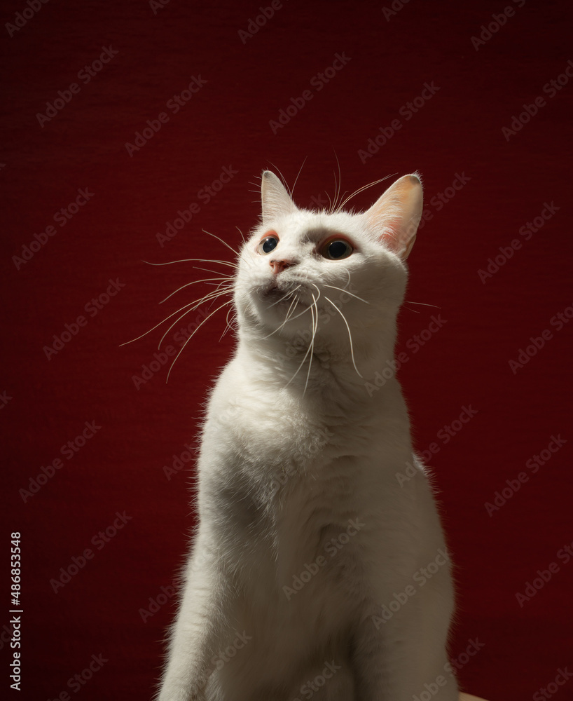 可愛い白猫　赤い背景