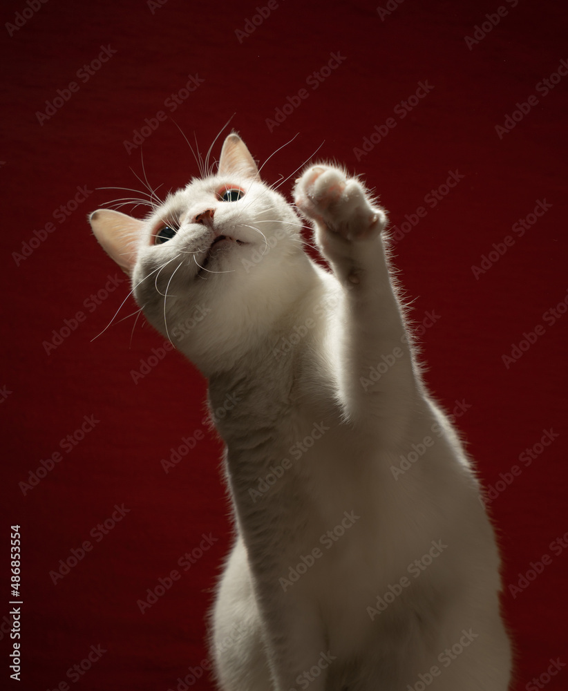 手をあげている可愛い白猫 赤い背景 Stock Photo Adobe Stock