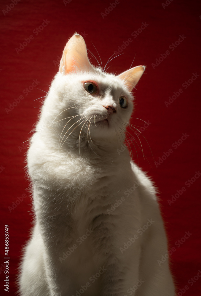 可愛い白猫　赤い背景