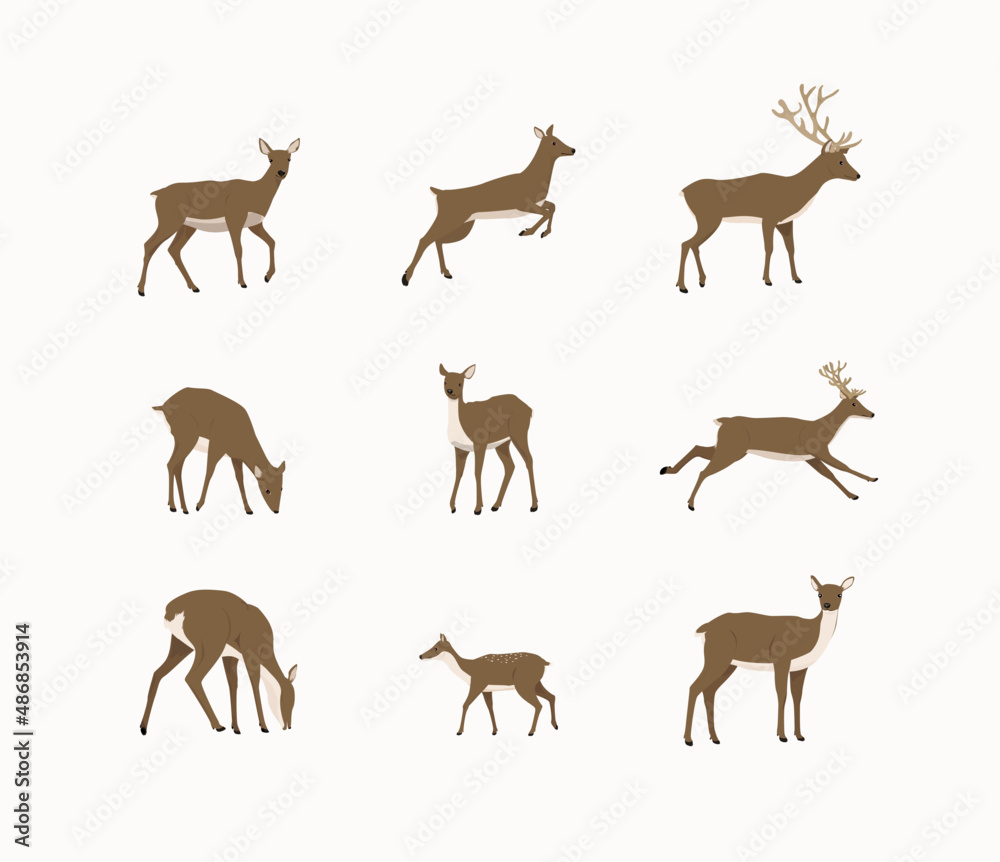 set of deer illustrations set of deer illustrations