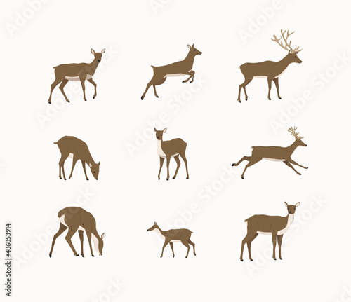 set of deer illustrations