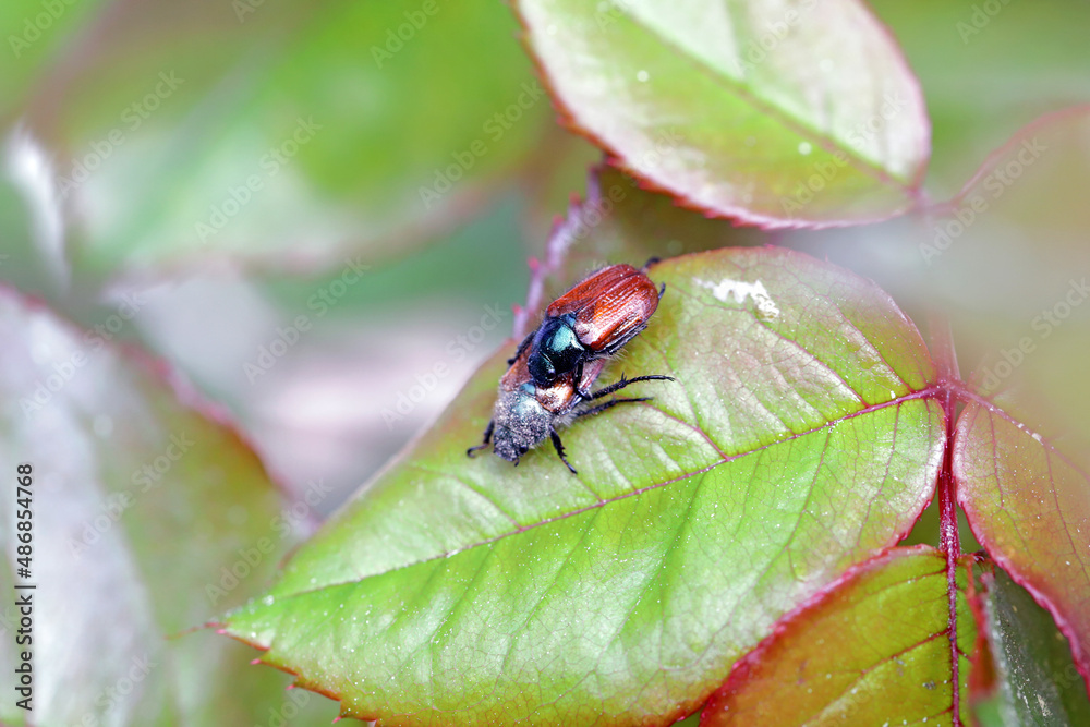 Garden Chafer Beetle – Phyllopertha horticola on rose leaf. Garden Chafer Beetle – Phyllopertha horticola on rose leaf.
