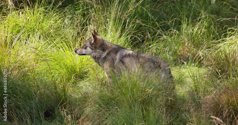 Lonely adult grey wolf after rivals and danger in the forest Lonely adult grey wolf after rivals and danger in the forest