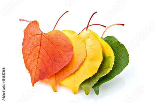 Photos Five leafs