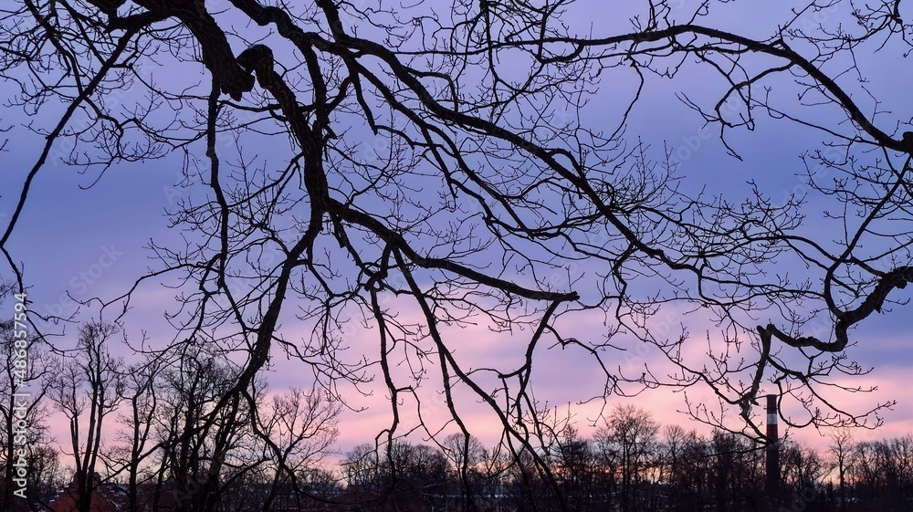 silhouette of a tree at sunset silhouette of a tree at sunset
