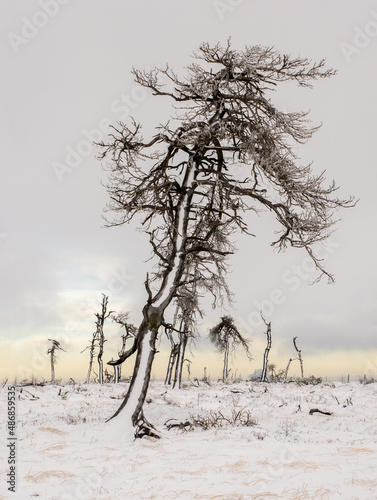 Hohes Venn hautes Fagnes nebel sonnenaufgang schnee winter