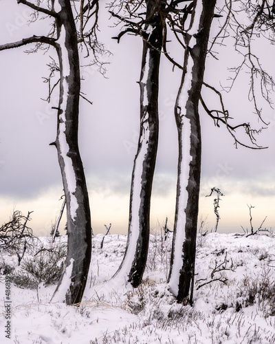 Hohes Venn hautes Fagnes nebel sonnenaufgang schnee winter