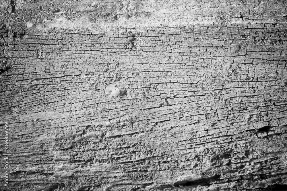 Obraz premium Old wood background.