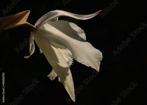 Closeup profile view of beautiful delicate ivory white and yellow cattleya hybrid orchid flower isolated outdoors in sunlight on dark background