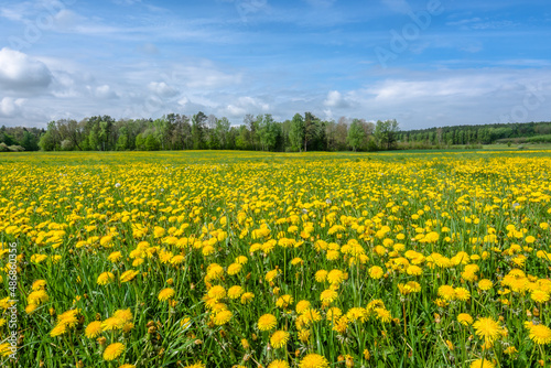 Dandelion field. Spring flowers landscape. © alicja neumiler