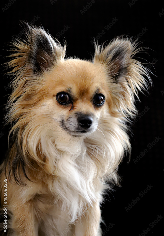 chihuahua chihuahua