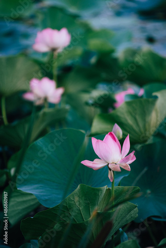 pink lotus on a background of green leaves. revival. vertical
