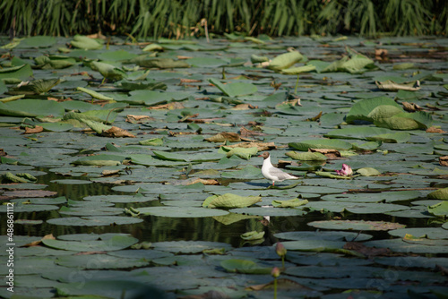 seagull on a background of green water lilies.