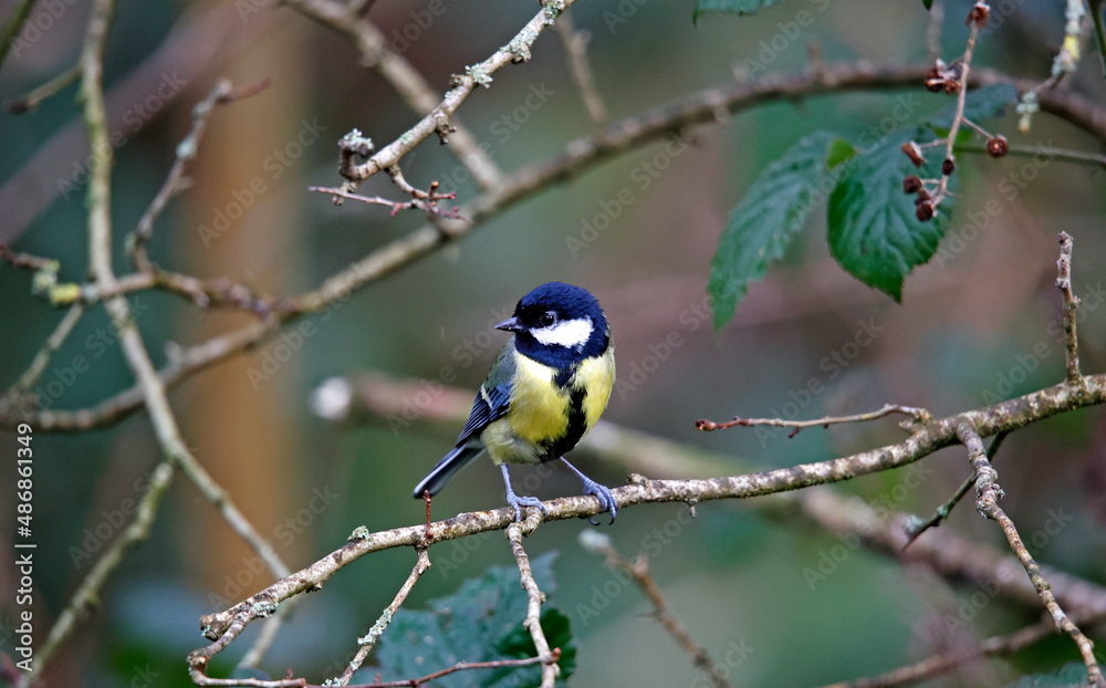Great tit searching for food in the woods Great tit searching for food in the woods