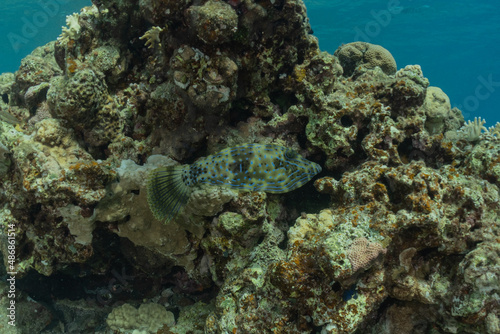 Fish swim in the Red Sea, colorful fish, Eilat Israel 