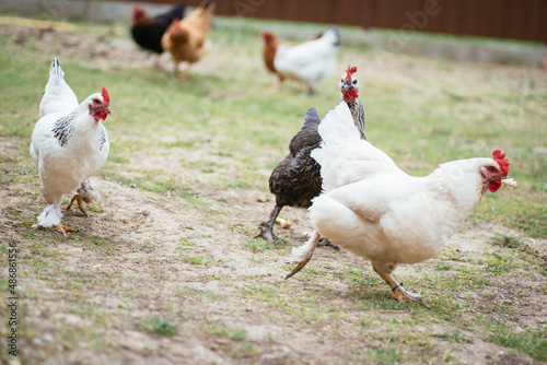 poultry farming during covid times. white and black chickens.