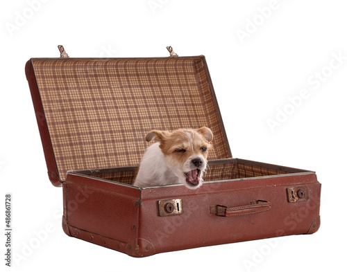 Portrait of a small Mixed Breed puppy in a suitcase photo