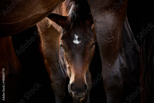 Close-up of a brown foal looking at camera through the legs of mare. Animal mother and baby horse in beautiful light and isolated on black background.