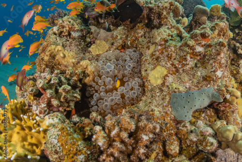 Fish swim in the Red Sea  colorful fish  Eilat Israel 