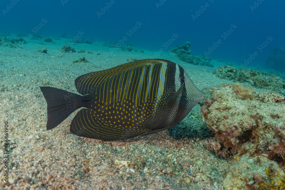 Fototapeta premium Fish swim in the Red Sea, colorful fish, Eilat Israel 