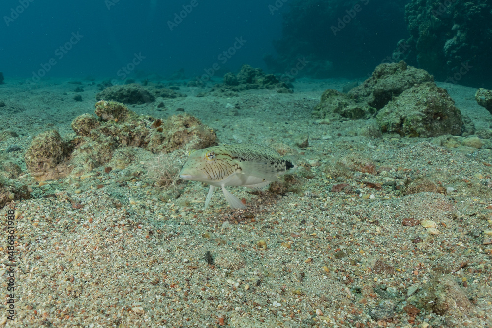 Fototapeta premium Fish swim in the Red Sea, colorful fish, Eilat Israel 