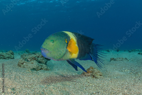 Fototapeta Naklejka Na Ścianę i Meble -  Fish swim in the Red Sea, colorful fish, Eilat Israel
