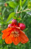 Pomegranate Blossom
