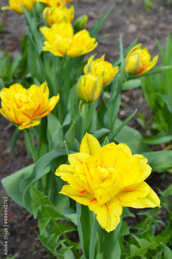 Lush flowering of yellow tulips with red stripes on the unfocused natural background of the earth. Selective focus Lush flowering of yellow tulips with red stripes on the unfocused natural background of the earth. Selective focus