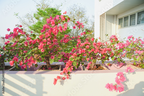 Bougainvillea blooms on the balcony of the building. © Aphisith