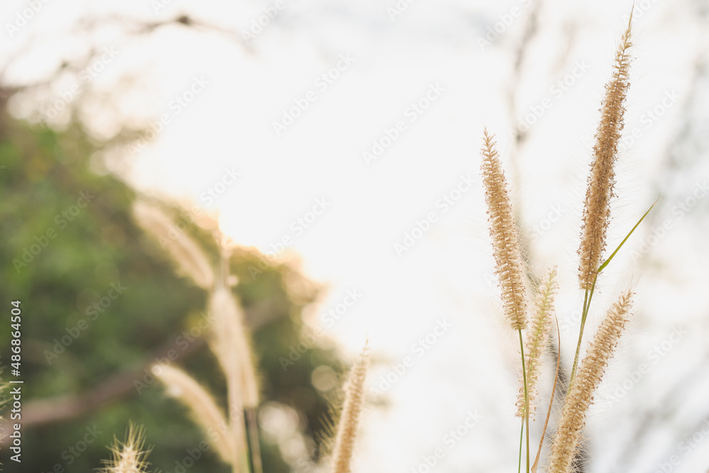 Close-up of Pennisetum with beautiful evening sun. Close-up of Pennisetum with beautiful evening sun.