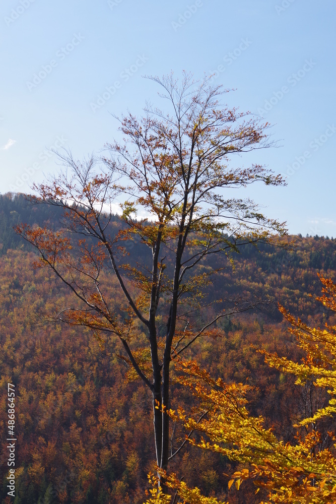 Fototapeta premium tree in autumn