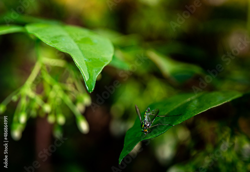 Insects on leaves in natural evergreen forest