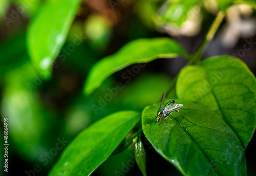 Insects on leaves in natural evergreen forest © chalermphon
