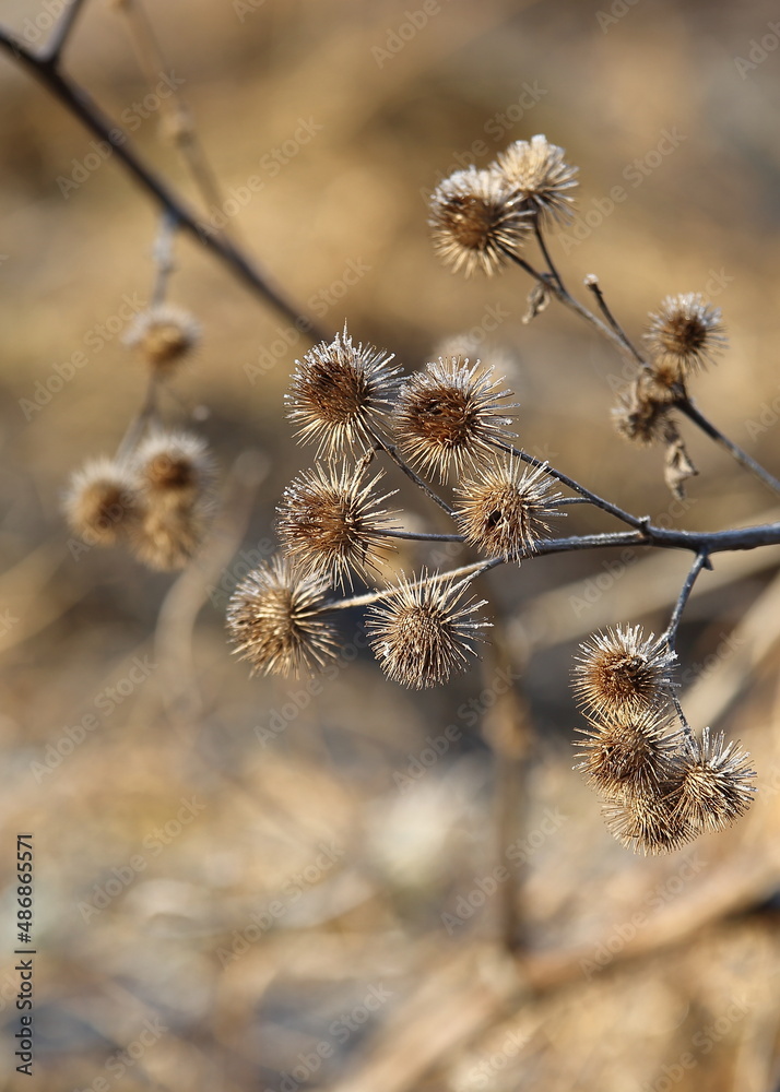 branches with catkins at cold frozing morning