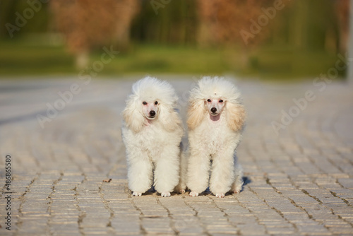 Two white poodle puppies, a high-class thoroughbred dog.