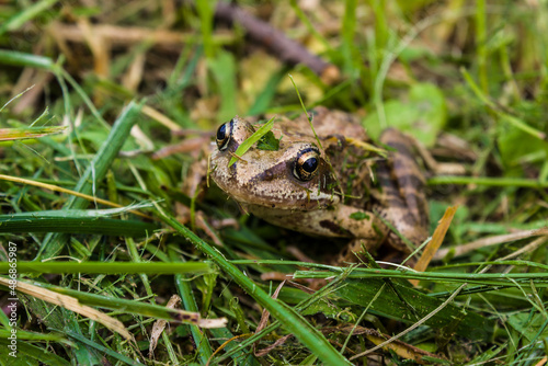 Common frog in the wet grass.
