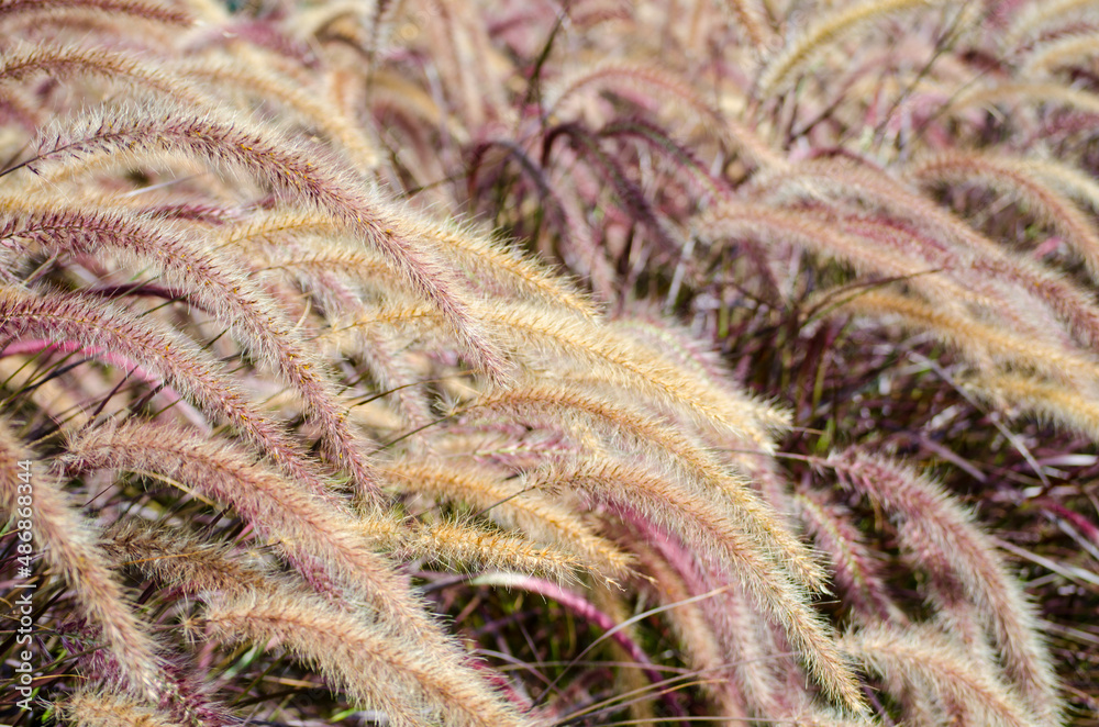 Beautiful grass flower (poaceae) for background. Beautiful grass flower (poaceae) for background.