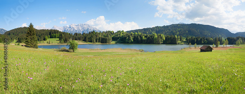 meadow with primula flowers, lake Gerold, spring landscape upper bavaria