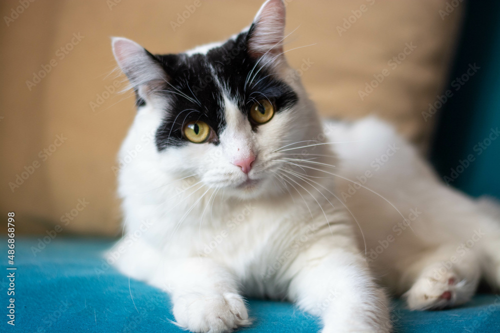 Close-up of a black and white fluffy cat resting on a blue sofa in the living room with a beige wall in the background.