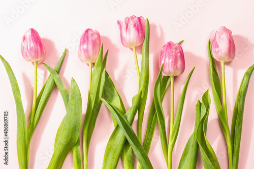 Fototapeta Naklejka Na Ścianę i Meble -  Fresh flower composition, a bouquet of pink tulips, isolated on a rose background
