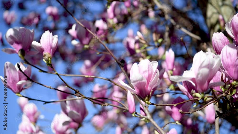 Flower blossom in spring. Flower blossoming on magnolia tree on sunny day Flower blossom in spring. Flower blossoming on magnolia tree on sunny day