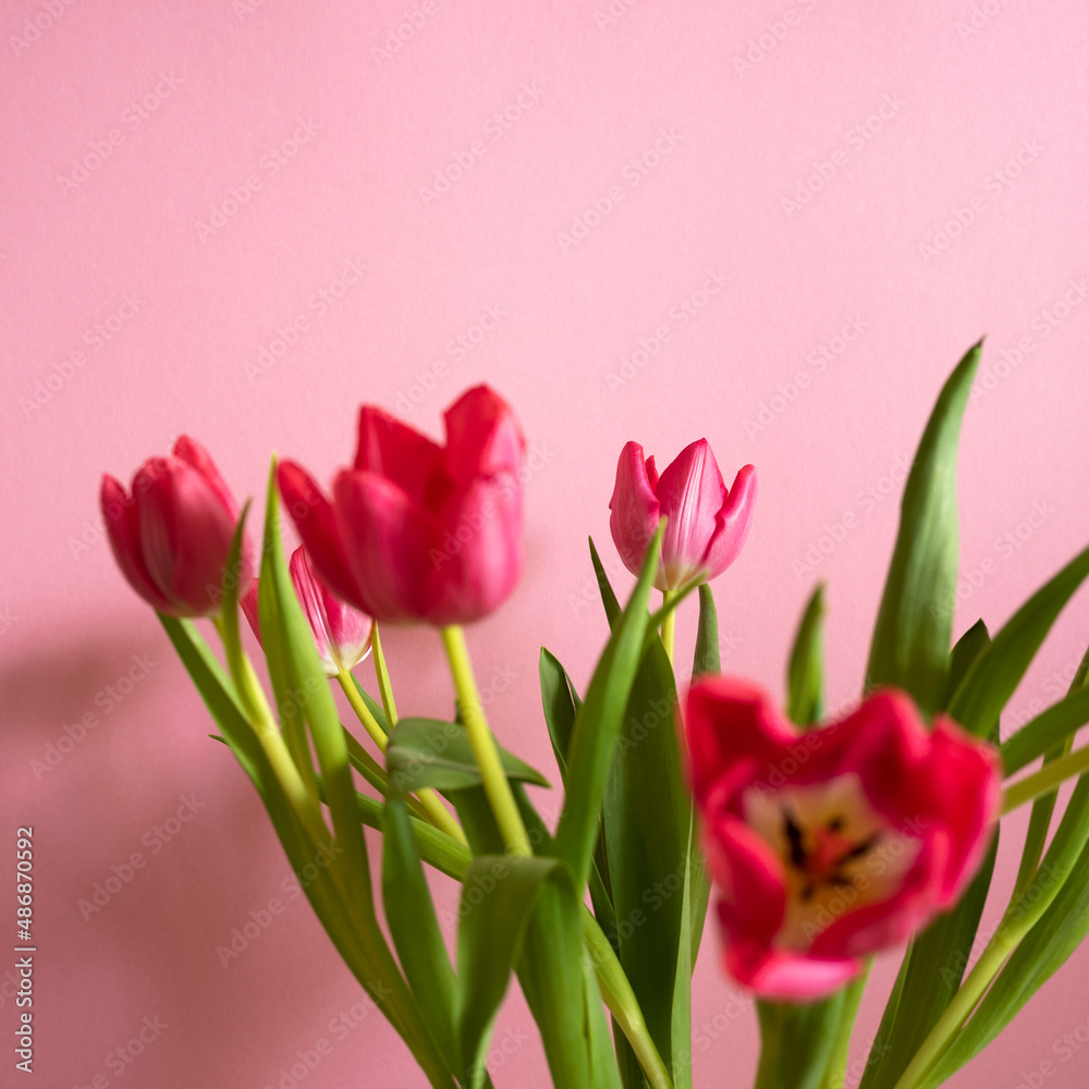 Fototapeta premium Pinke Tulpen vom farbigen Hintergrund