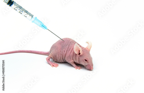 Researcher injects small compound into immunodeficient nude mouse  photo