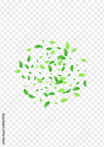 Greenish Leaf Background Transparent Vector. Plant Twig Frame. Forest Illustration. Light Green Wind Card. Vegetation Process.