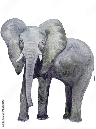 Photography African elephant watercolor print