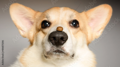 Welsh corgi pembroke dog  a piece of dog dry food formula on its nose.